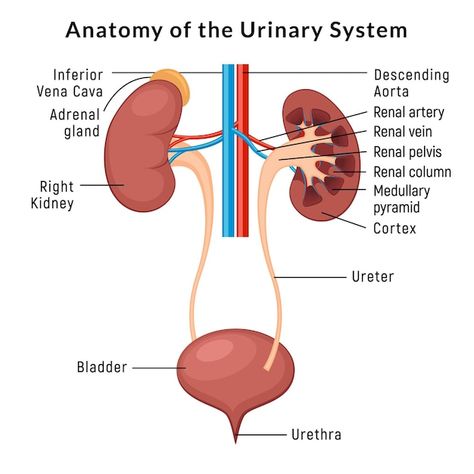 Urinary System Anatomy, Kidney Anatomy, Human Kidney, Benefits Of Sports, Urinary System, Basic Anatomy And Physiology, Adrenal Glands, Natural Antibiotics, Migraine Headaches