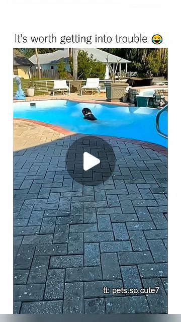 Crazy CCTV Clips on Instagram: "Funny pet compilation 🐕‍🦺😹 #funny #pets #cats #dogs #animals #foryou #viral #fypシ #blowthisup #fail #foryoupage" Funny Dog Compilation, Funny Dog Fails, Animal Fails, Dog Fails, Funny Pets, Instagram Funny, Funny Fails, Cats Dogs, Pets Cats