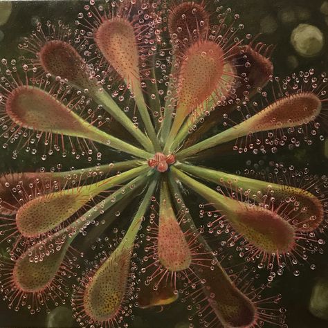 Sundew Plant Tattoo, Sundew Plant, Plant Tattoo, Carnivorous Plants, Be Yourself, Fine Arts, Oil On Canvas, Fabric Design, Oil Painting