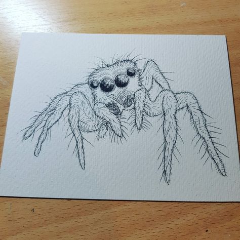 Fluffy Spider Drawing, Spider Face Drawing, Jumping Spider Drawing Simple, Spider Pencil Drawing, Realistic Spider Drawing, Spider Inktober, Cute Spider Art, Jumping Spider Drawing, Spider Drawing Sketches