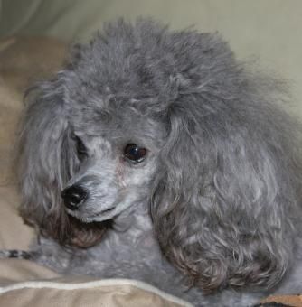 Gray Poodle, Grey Poodle, Essential Oils Dogs, Silver Poodle, Poodle Haircut, Poodle Cuts, Pretty Poodles, Toy Poodles, Puppy Cut