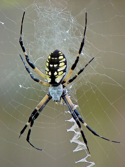 Common name: Black & yellow garden spider. Photographer: Image © Arch BakerPhotographer's website:http://abpic.smugmug.com/License/Copyright: Used with PermissionDescription: A female Argiope aurantia perched at the hub of her orb web. Part of the stabilimentum is visible here (the white zig-zag of silk in the web). Spider Images, Yellow Garden Spider, Spider Photo, Grandpa Tattoo, Paint Rack, Garden Spider, Spider Design, Bird People, Yellow Garden