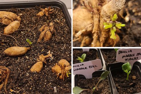 How To Take Dahlia Tuber Cuttings Lots Of Plants, Dahlia Tubers, Rooting Hormone, Big Plants, New Roots, New Growth, Grow Lights, How To Take, Dream Garden