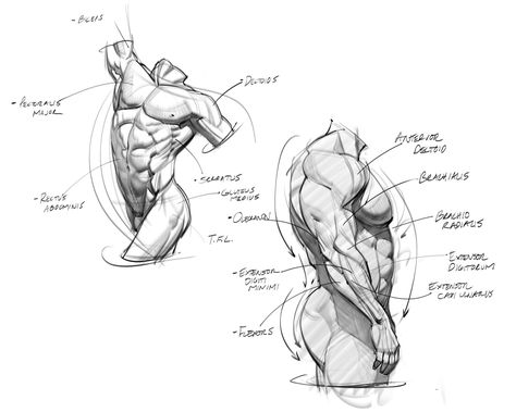 Deltoid Anatomy, Anatomy Muscles, Human Muscle Anatomy, Sculpture Techniques, Male Torso, Body Sketches, Manga Drawing Tutorials, Human Figure Drawing, Human Anatomy Art