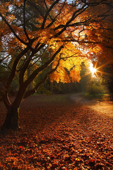 Autumnal glow Leaves On The Ground, Sunday Photos, Have Inspiration, Airbrush Art, Autumn Scenery, Autumn Beauty, Fall Pictures, On The Ground, Wisteria