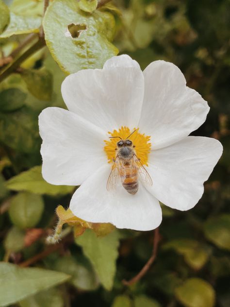 Bee And Flower Aesthetic, Bee On A Flower, Bee And Flower, A Flower, Honey, Bee, Universe, Drawings, Plants