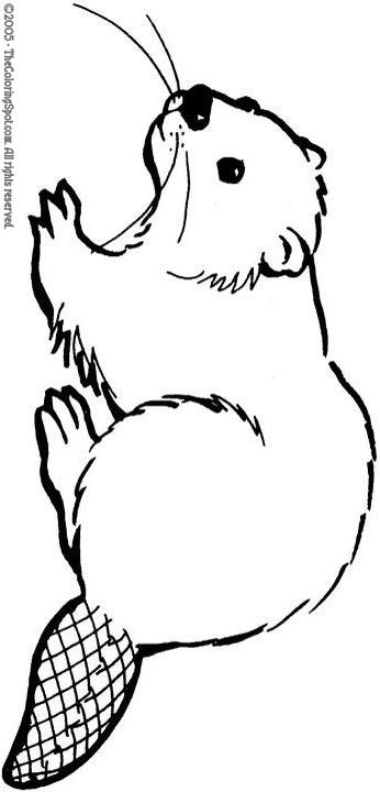 Beaver Art Illustration, Beaver Outline, Beaver Template, Beaver Tattoo, Beaver Pictures, Beaver Craft, Beaver Drawing, Beaver Scouts, Best Drawing Ideas