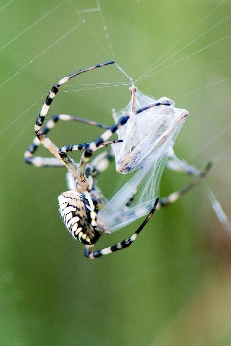 Spider Eating, Jungle Images, Small Insects, The Ark, In Space, Spiders, Spider Web, Insects, Casino