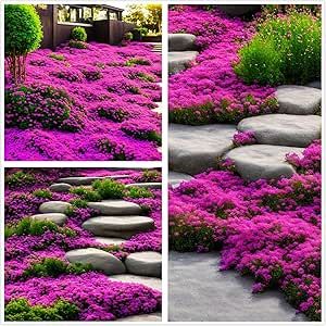 2000+ Purple Pink Creeping Thyme Groundcover Heirloom Flower Seeds - Perennial Flowers Thyme Non-GMO Red Creeping Thyme, Creeping Thyme, Front Yards Curb Appeal, Arizona Gardening, Garden Tattoos, Ground Covers, Front Garden Landscape, Bees And Butterflies, Perennial Flowers