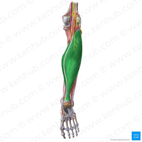 Torn Calf Muscle, Lower Limb Muscles, Soleus Muscle, Muscle Belly, Gastrocnemius Muscle, Calf Pain, Arteries And Veins, Spinal Nerve, Muscular System