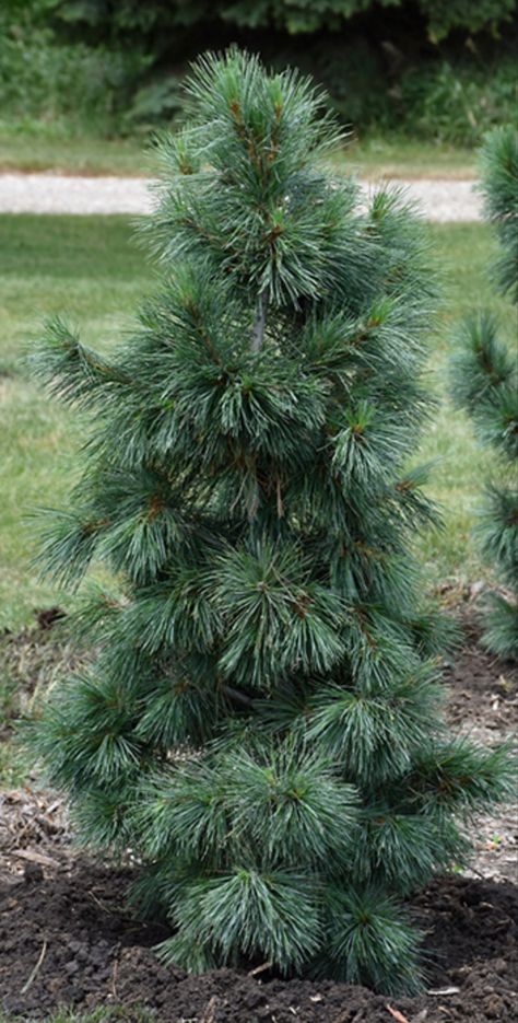 Tree Perimeter, Swiss Stone Pine, Flower List, Chicago Bungalow, Northwest Garden, Conifers Garden, Courtyard Landscaping, Garden Goals, List Of Flowers