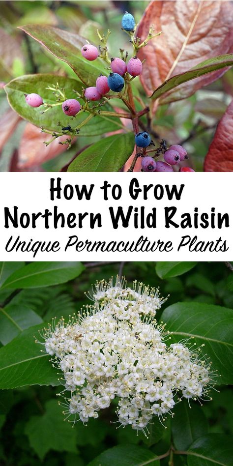 How to Grow Northern Wild Raisin (Viburnum nudum) Viburnum Nudum, Edible Berries, Food Forests, Asparagus Plant, Edible Gardening, Native Foods, Modern Homesteading, Plant Wishlist, Spring Gardening