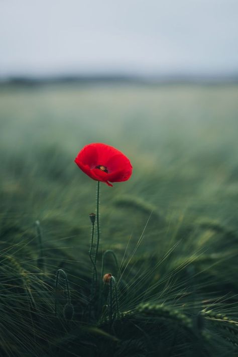 Remembrance Day Art, Poppy Wallpaper, Plant Images, Free Plants, Beautiful Flowers Wallpapers, Poppy Flower, Cute Wallpaper Backgrounds, Flower Backgrounds, Flowers Nature