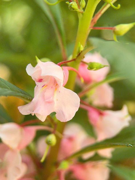 . Double Impatiens, Plants For Shady Areas, Shade Annuals, Shady Garden, Shade Garden Plants, Shade Flowers, Have Inspiration, Annual Flowers, Charming Garden