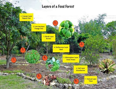 Permaculture Series ~ July 21 ~ Food Forest Design Essentials: Guilds - Hawaii Eco Living Arizona Food Forest, Food Forest Design, Garden Rows, Food Forests, Backyard Food, Food Forest Garden, Papaya Tree, Orchard Design, Permaculture Garden