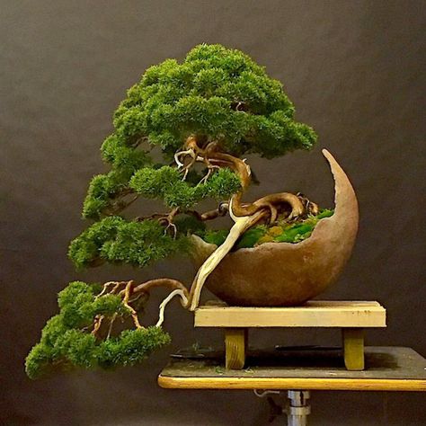 Colin’s Moon Pot Bonsai | Bonsai Bark Bonsai For Beginners, Bonsai Tree Tattoos, Arreglos Ikebana, Bonsai Forest, Bonsai Tree Types, Bonsai Tree Care, Indoor Bonsai Tree, Juniper Bonsai, Mini Bonsai