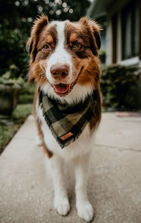 Flannel is back! Each item is handmade from start to finish. Each bandana features a faux leather tag, frayed edges around all four edges, and an added snap for durability. With more adjustability, our new style only comes in four sizes. Please adjust the sizing using our size chart in the last photo from our standard bandanas to the fray as they're different. If your dog is fluffy, go with the larger of the two if the size falls into both categories. Example - An Australian shepherd will fit a Pet Bandana, Dog Bandana, Plaid Flannel, Bandanas, My Dog, Plaid, Pet