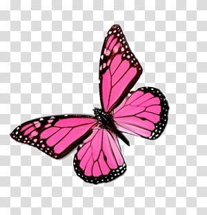 Pink Butterfly Transparent Background, Transparent Butterfly Png, Butterfly Transparent Background, Monarch Butterfly Illustration, Pink And Black Butterfly, Greta Oto, Butterfly Colors, Orange And Black Butterfly, Butterflies Clipart