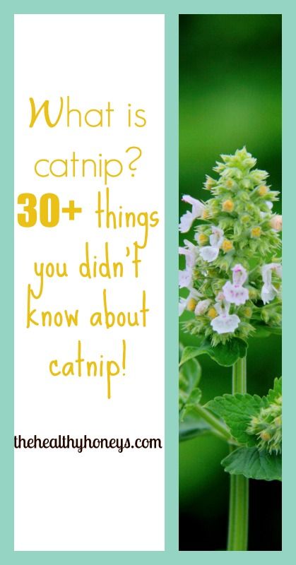 What is Catnip? It is an herb that is in the mint family and it has many medicinal uses! Nope, not just for cats either! 30+ things you didn't know about.. Catmint Uses, Catnip Uses, Catnip Witchcraft, Cat Mint Plant, Catnip Magical Properties, Cats With Catnip, Growing Catnip, Cats On Catnip, Increase Appetite