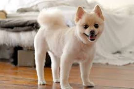 pomeranian hair cut Pom Haircut, Pomeranian Haircuts, Pomeranian Facts, Pomeranian Haircut, Baby Pomeranian, Dog Haircut, Pomeranian Husky, Pictures Of Puppies, Dog Grooming Styles