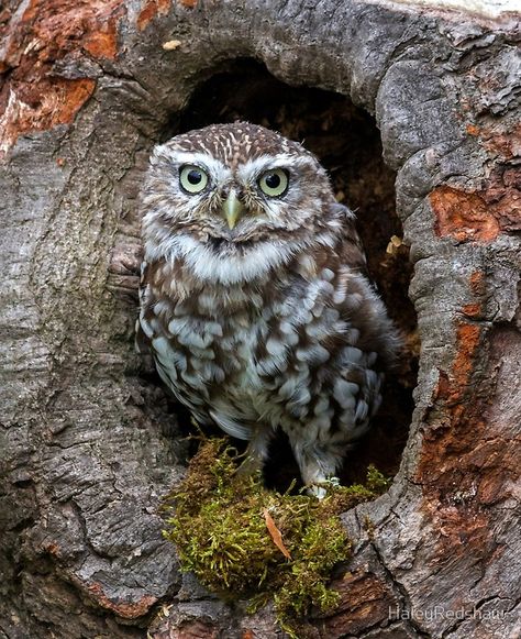 Owl in a tree hole Tree Hole, Burrowing Owl, Sitting In A Tree, Owl Photos, Owl Pictures, Beautiful Owl, Close Up Portraits, Owl Bird, Nature Birds