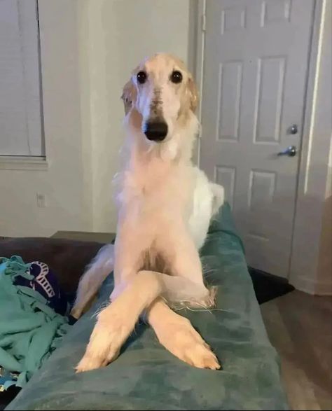 Borzoi Puppy, Borzoi Dog, Goofy Dog, Cute Pets, Silly Dogs, Fun Cute, My Pet, Silly Animals, Silly Cats