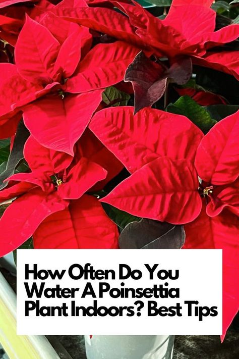 Get the Best Tips for Keeping Your Festive Foliage Thriving. Dive into Our Expert Guide on Watering Frequency and Ensure Your Poinsettia Blooms Bright All Season! IG Photo by: notcuttsuk Best Plants For Bedroom, Poinsettia Care, Poinsettia Plant, Pretty Plants, Plant Needs, Types Of Plants, Cool Plants, Healthy Plants, Poinsettia