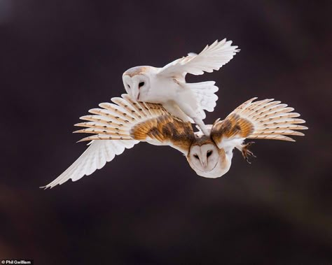 Two white barn owls swoop down together as they try to catch prey at RSPB Titchwell Marsh ... Common Kingfisher, Barn Owls, Owl Pictures, British Wildlife, White Barn, Animal Behavior, Animal Sketches, Photography Awards, Owl Art