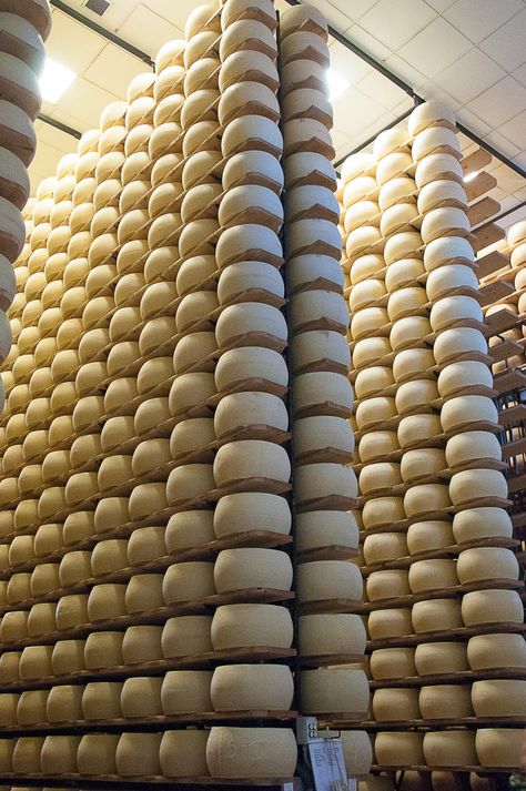 Grana Padano cheese factory in Italy each wheel was 35 kg Grana Padano Cheese, Cheese Wheel, Cheese Factory, Dairy Cows, How Many, Dairy, In Italy, Wheel, Cheese