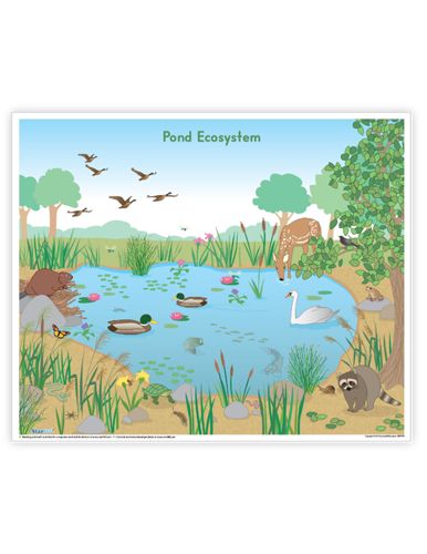 Starfall Education Free Resources Pond Ecosystem Project, Pond Ecosystem, Pond Drawing, Ecosystems Projects, Reading Night, Free Teacher Resources, Reading Phonics, Kindergarten Language Arts, Kindergarten Curriculum