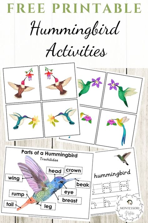 Hummingbird Printable, Learning Activities For Preschool, Nature Printables, Free Educational Printables, Free Preschool Worksheets, Activities For Preschool, Montessori Ideas, Cycle Parts, Preschool Age