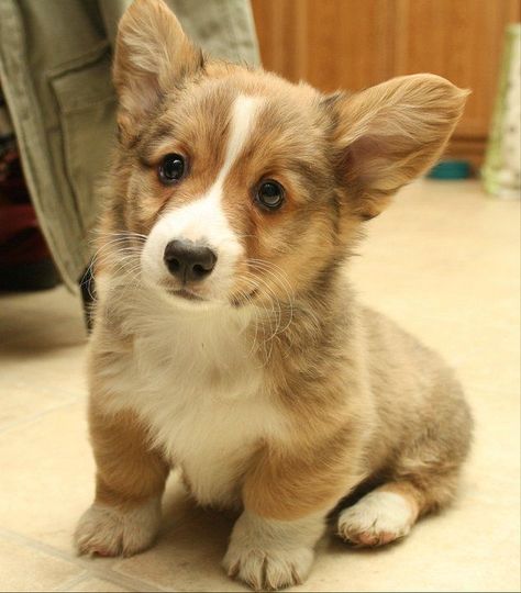 Here are suggestions for coping with a few of the challenges most common to new dog owners. Welsh Corgi Pembroke, Pembroke Welsh Corgi Puppies, Welsh Corgi Puppies, Love My Dog, Corgi Puppy, Cute Corgi, Pembroke Welsh Corgi, Sweet Dogs, Corgi Dog