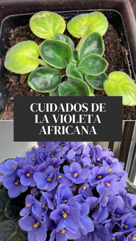 Si queréis disfrutar de un pequeño trozo de África en vuestro hogar, tomad nota de los consejos que os damos para mantener en flor todo el año a la violeta africana. Sus cuidados son muy sencillos pero específicos. ¡Os contamos todo sobre esta planta de interior! Inside Plants, Plants, Flowers, Green, Quick Saves