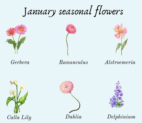 January Flowers In Season, Flowers Chart, January Flowers, January Flower, Winter's Tale, Beach Wallpaper, Seasonal Flowers, Delphinium, Calla Lily