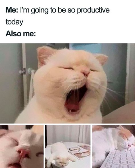 Health Memes, Cheezburger Cat, Self Deprecating Humor, Funny Cat Memes, Wholesome Memes, Grumpy Cat, Animal Memes, Cat Memes, Cute Cats