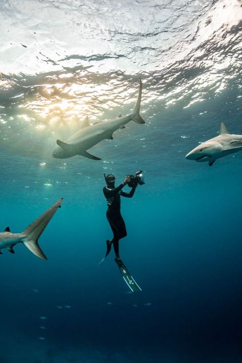 5 minutes with…Bahamas Photographer André Musgrove Diving With Sharks, Padi Certification, Ocean Ideas, Scuba Diving Photography, Bahamas Travel, Best Scuba Diving, Shark Diving, Surf Accessories, Celebrity Cruises