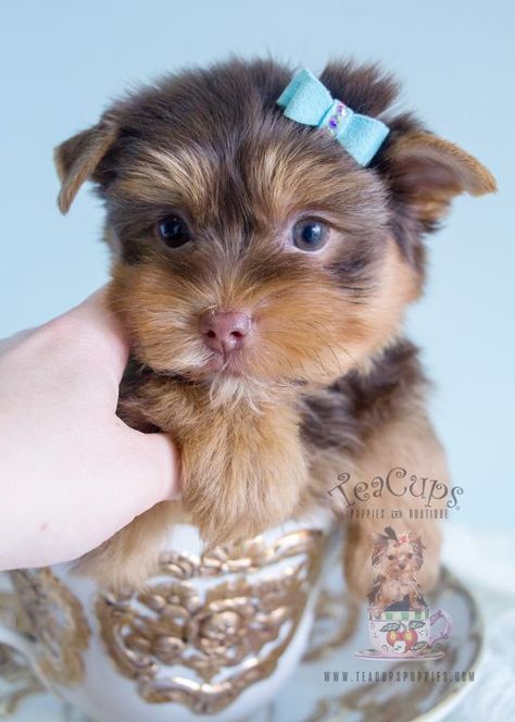 Chocolate Yorkie Puppy #164 For Sale Chocolate Yorkie, Toy Yorkshire Terrier, Teacup Yorkie For Sale, Micro Teacup Puppies, Davie Florida, Teacup Yorkies, Toy Poodle Puppy, Yorkie Puppy For Sale, Teacup Puppies For Sale