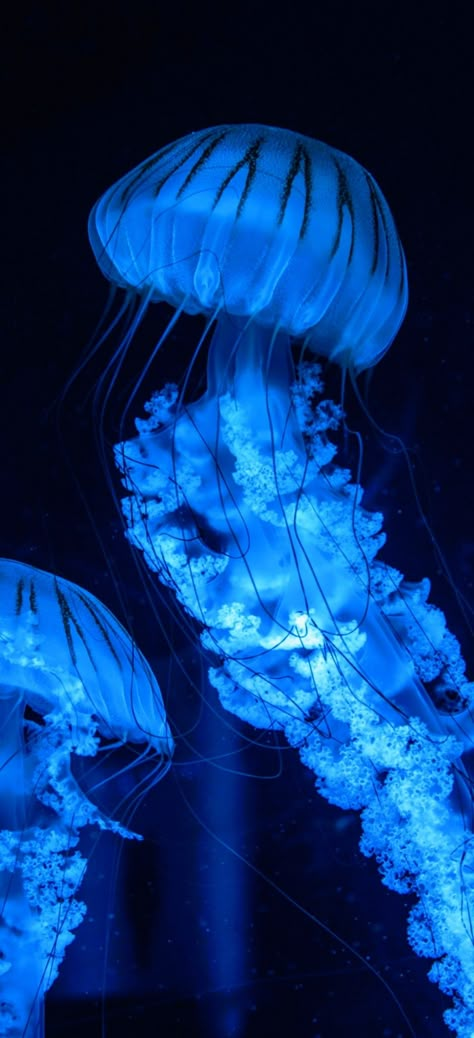 Bay Nettle Jellyfish, Green Jellyfish Aesthetic, Blue Water Aesthetic, Blue Aura Wallpaper, Pretty Jellyfish, Blue Sea Creatures, Jellyfish Blue, Jellyfish Aesthetic, Jellyfish Pictures