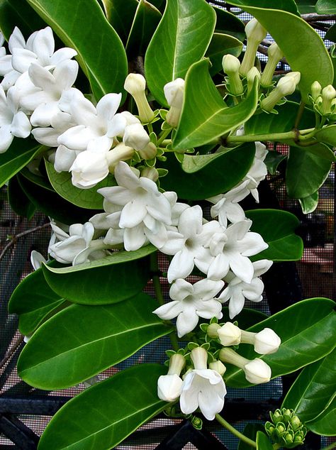 Stephanotis vine, an old-fashioned favorite. They are supposed to smell wonderful. Madagascar Jasmine, Hawaiian Wedding Flowers, Jasmine Bridal, Jasmine Plant, Bridal Wreath, Wax Flower, Fragrant Plant, Jasmine Flower, Moon Garden