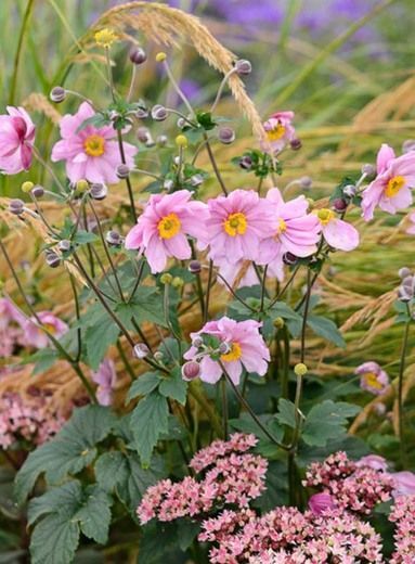 Perennial Combinations, Plant Combinations, Flowerbeds Ideas, Summer Borders, Fall Borders, Anemone hupehensis, Japanese Anemones, Anemone hupehensis var. japonica, Anemone Serenade, Sedum Matrona, Stipa calamagrostis Stipa Calamagrostis, Flowerbeds Ideas, Sedum Matrona, Anemone Hupehensis, Late Summer Garden, Plant Palette, Fall Borders, Pink Perennials, Late Summer Flowers