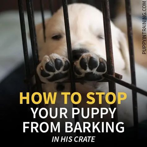 How To Stop A Puppy From Barking In His Crate At Night - Puppy In Training Crate Train, Puppy Barking, Crate Training Puppy, Dog Minding, Dachshund Funny, Easiest Dogs To Train, Puppy Training Tips, Dog Training Techniques, Dog Tips