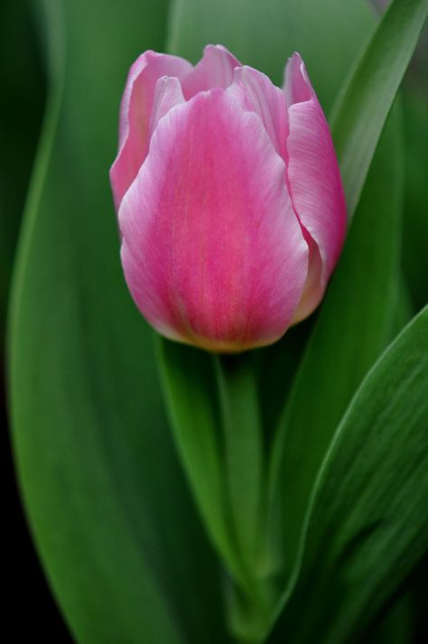 Untitled | Kenny | Flickr Pink And Green, Plants, Flowers, Green, Photography, Pink