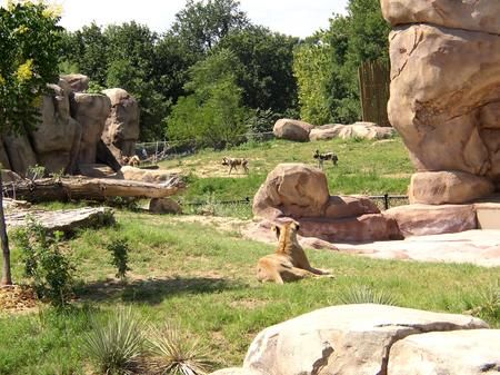 lion_watching_african_wild_dogs Lion Habitat, Denver Zoo, Zoo Architecture, Jungle Lion, Wild Dog, African Wild Dog, Animal Habitats, Rare Animals, Wild Dogs