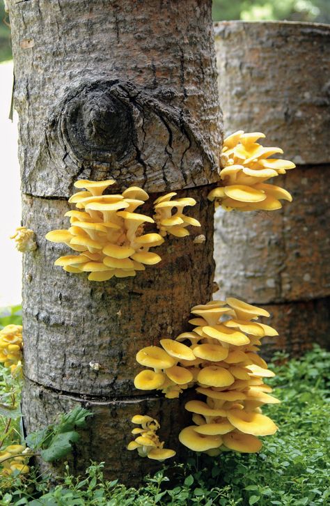 Cool Mushrooms Real, Mushroom On Trees, Mushroom Inspiration, Mushrooms Growing On Trees, Mushrooms On Trees, Mushroom On Tree, Mushroom Reference, Mushrooms Forest, Mushroom Landscape