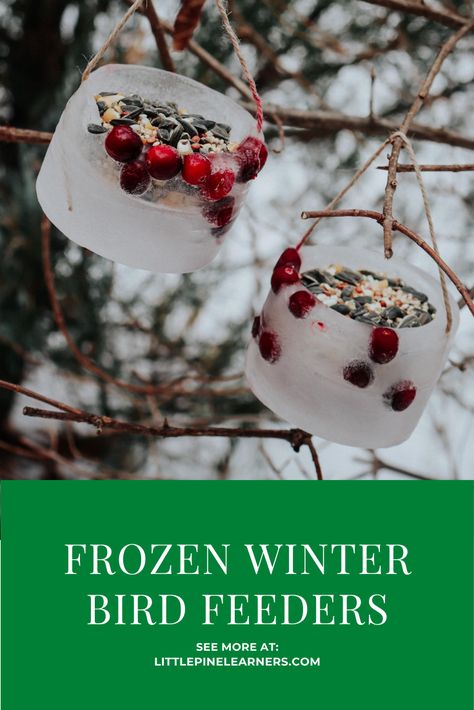 Winter Bird Feeders, Hummingbird Nectar Recipe, Finch Feeders, Homeschool Nature, Bird Feeder Plans, Ice Bowl, Snow Activities, Diy Bowl, Winter Activities For Kids