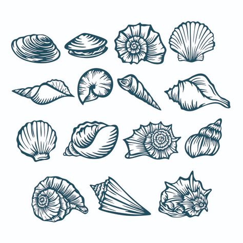 Seashell Illustration, Nautical Clipart, Seashell Tattoos, Beginner Tattoos, Seashell Wall Art, Парные Тату, Paper Flower Template, Desenho Tattoo, Seal Design