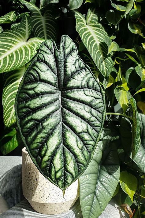 Alocasia Dragon Scale, Green Wall Plants, Alocasia Plant, Plant Goals, Leafy Plants, Inside Plants, Indoor Jungle, Elephant Ears, Greenhouse Gardening