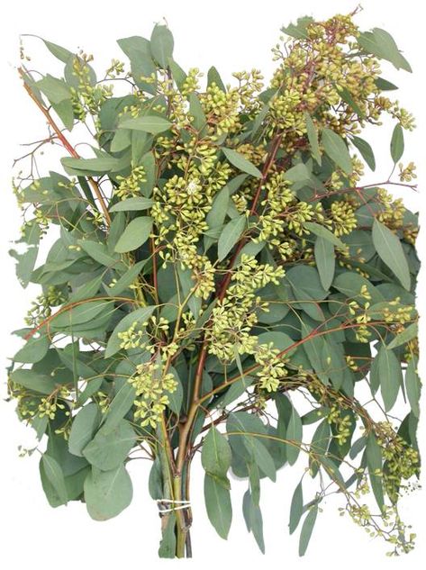 Eucalyptus Drawing, Eucalyptus Cinerea, Seeded Eucalyptus, Blue Wedding Flowers, Floral Swag, Flower Care, Wedding Table Decorations, Wholesale Flowers, Wedding Flower Arrangements