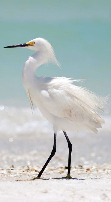 Snowy Egret Painting, Birds Illustration, Snowy Egret, White Egret, Water Birds, Herons, Shorebirds, Bird Artwork, Funny Birds