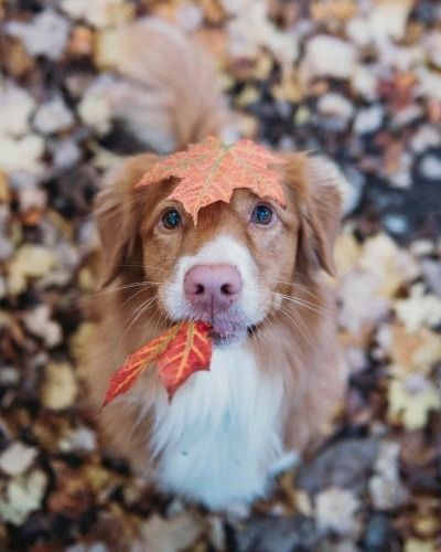 Fall Dog, West Highland Terrier, Cute Animal Pictures, Dog Photography, Cute Creatures, Beautiful Dogs, Animals Friends, Dog Pictures, I Love Dogs